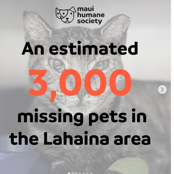 Lahaina 🐈🐴🐇🐾🐶🐎🦮🐾🐈‍⬛🐓🐰Rescued Lahaina Animals - Picture 5 of 14